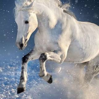 White horse phone wallpaper