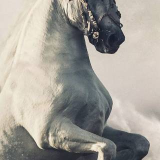 White horse phone wallpaper