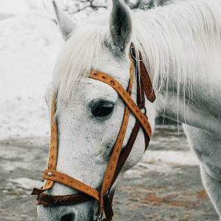 White horse phone wallpaper