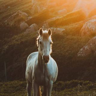 White horse phone wallpaper