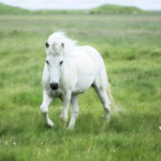 White horse phone wallpaper