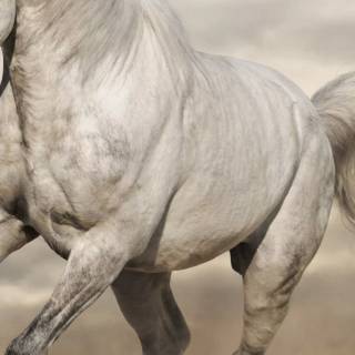 White horse phone wallpaper