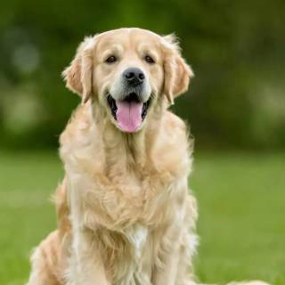 Labrador Retriever dogs wallpaper