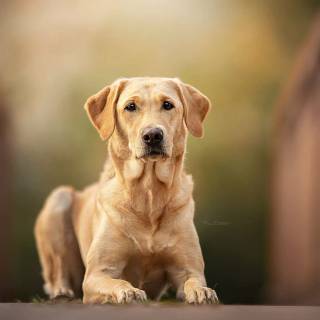 Labrador Retriever dogs wallpaper