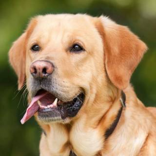 Labrador Retriever dogs wallpaper