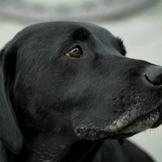 Labrador Retriever dogs wallpaper