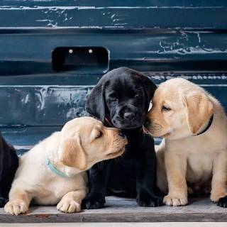 Labrador Retriever dogs wallpaper