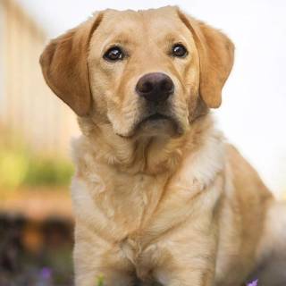 Labrador Retriever dogs wallpaper