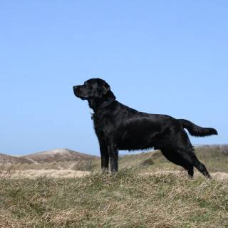 Labrador Retriever dogs wallpaper