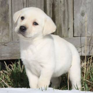 Labrador Retriever dogs wallpaper