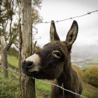 Donkey 4k wallpaper