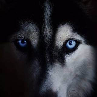 Phone Husky wallpaper