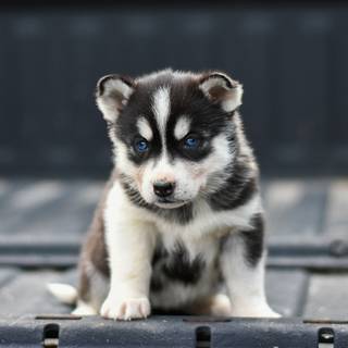 Husky dog 4k wallpaper