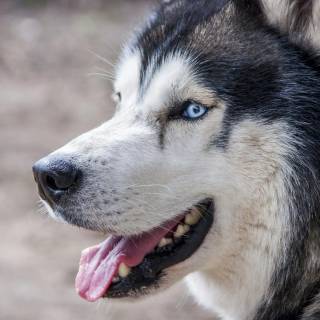 Husky dog 4k wallpaper