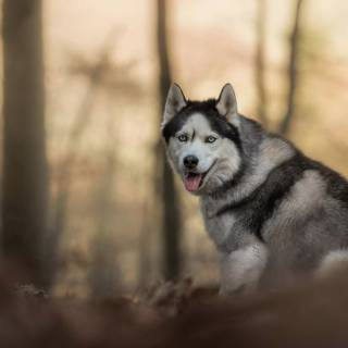 Husky dog 4k wallpaper