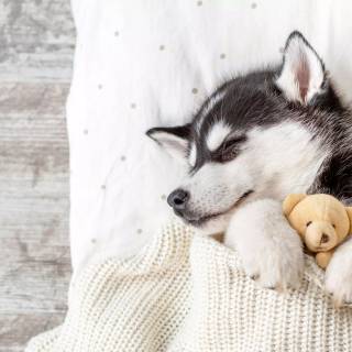 Husky dog 4k wallpaper