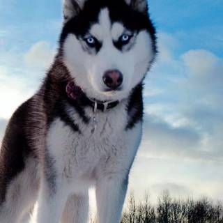 Snow Husky wallpaper