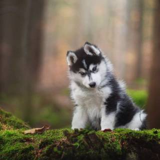 Husky dog 4k wallpaper