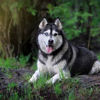 Husky dog 4k wallpaper