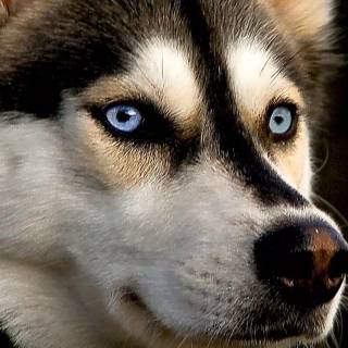 Wild Husky wallpaper