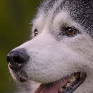 Phone Husky wallpaper