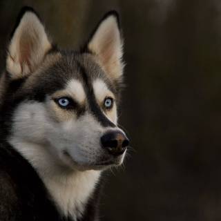 Husky dog 4k wallpaper
