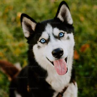 Husky dog 4k wallpaper