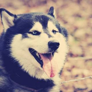 Husky dog 4k wallpaper