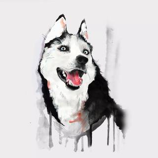 Husky dog 4k wallpaper