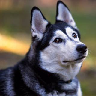 Husky dog 4k wallpaper