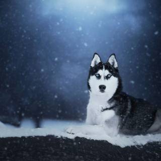 Husky dog 4k wallpaper