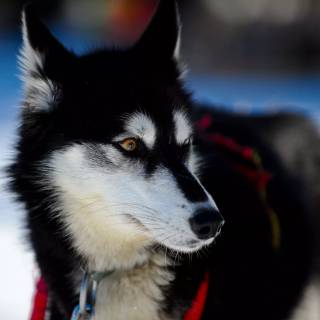 Husky dog 4k wallpaper