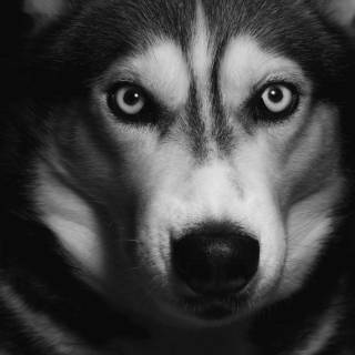 Husky dog 4k wallpaper