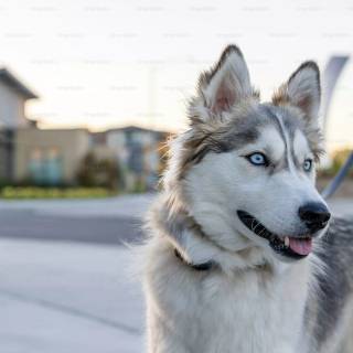 Husky dog 4k wallpaper