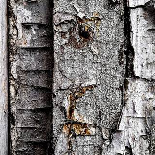 Vintage iPhone 12 wallpaper