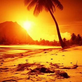 Tropical sunset iPhone wallpaper