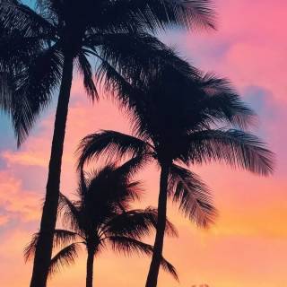 Tropical sunset iPhone wallpaper