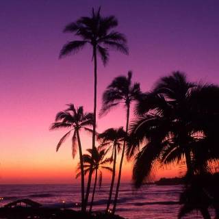 Tropical sunset iPhone wallpaper
