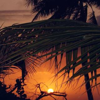 Tropical sunset iPhone wallpaper