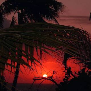 Tropical sunset iPhone wallpaper