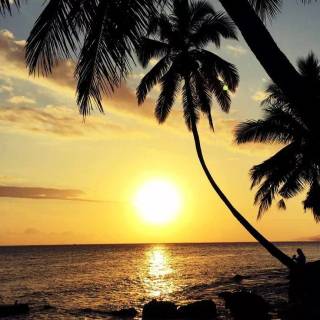 Tropical sunset iPhone wallpaper