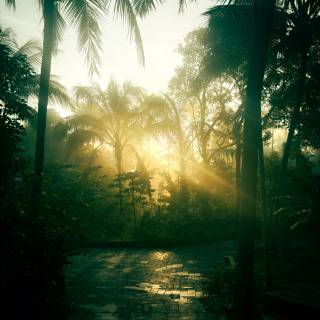 Tropical sunset iPhone wallpaper