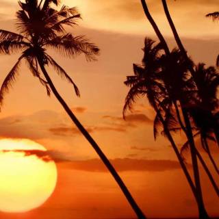 Tropical sunset iPhone wallpaper