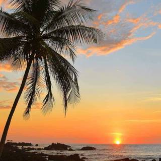 Tropical sunset iPhone wallpaper