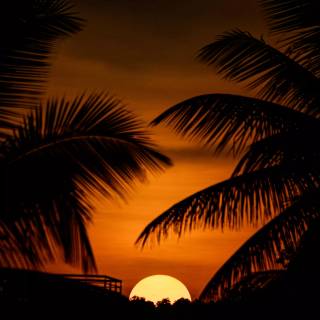 Tropical sunset iPhone wallpaper