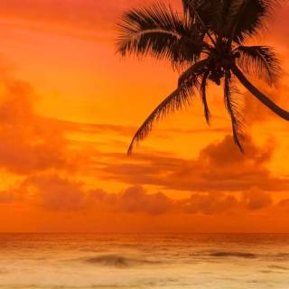 Tropical sunset iPhone wallpaper