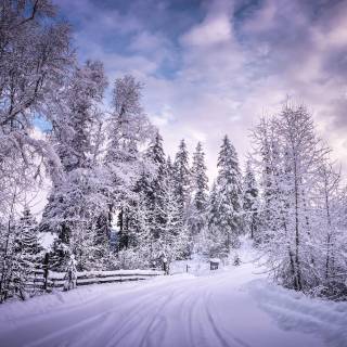 Winter tree 4k wallpaper