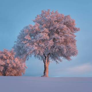 Winter tree 4k wallpaper
