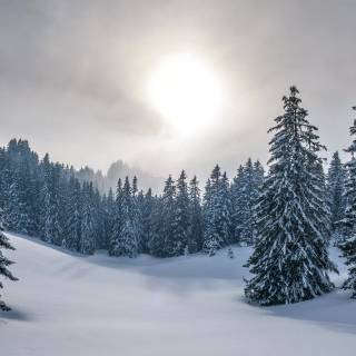 Winter tree 4k wallpaper