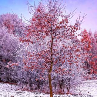 Winter tree 4k wallpaper